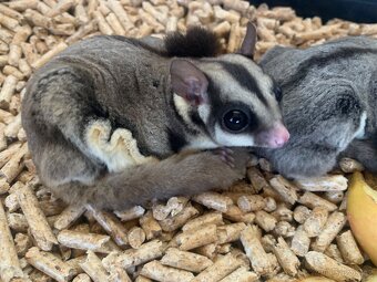 Vakoveverka létavá - 2