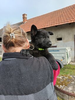 Nabízím pejsky německého ovčáka s PP - 2