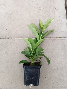 Prunus NOVITA VAVRIN 20 CM - 2