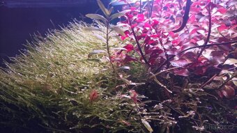 Ludwigia repens a jávský mech za vaši cenu - 2