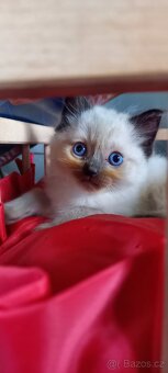 Ragdoll koťata - 2