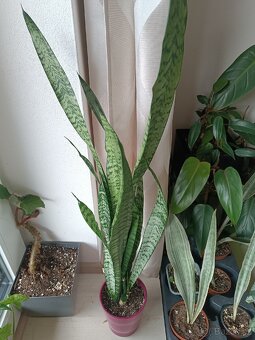 Sansevieria - tchynin jazyk Zeylanica - 2