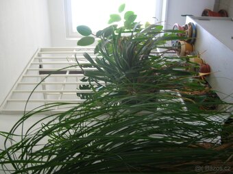 Masivní mříž mříže vrata dveře - 2