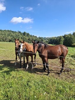 Kobylka 2024 po GO-ON, matka po ARISTO Z - 2