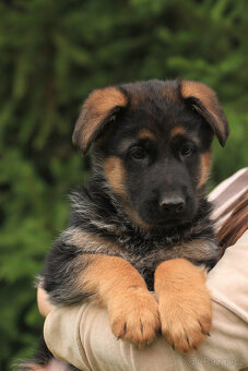 Německý ovčák - 2