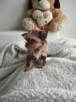 Jorkšírský teriér - 2