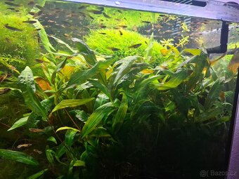 Rostlinky a rybky - 2