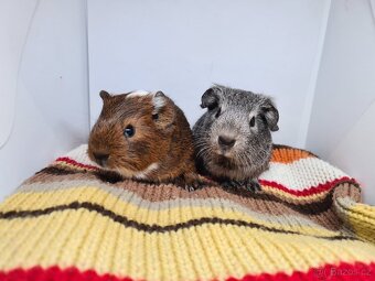 Morčata, kluci, s PP, zvyklí na sebe, odběr do Vánoc - 2