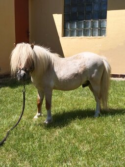 Prodám poníka. - 2