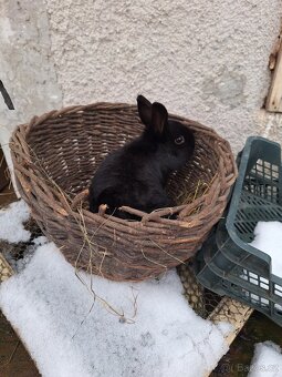 zakrslý králček - 2