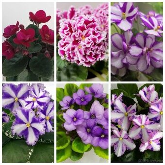 Africké fialky - 2