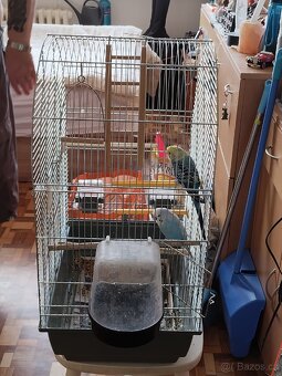 Prodám papoušky včetně klece - 2