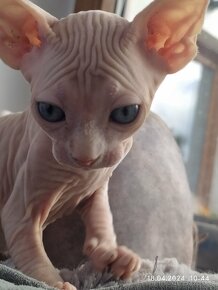 Kanadský sphynx - 2