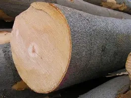 Prodám kvalitní palivové dřevo DOPRAVA ZDARMA AŽ KVAM DOMU - 2