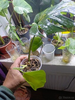 Monstera aurea - 2