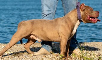 American bully - 2