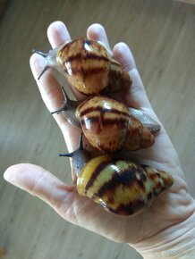 Africký šnek Archachatina Marginata Suturalis Dark body - 2