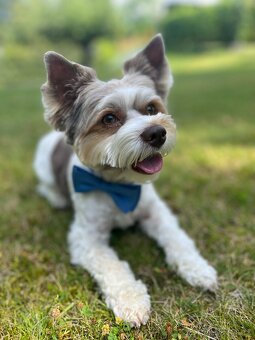 Yorkshire Terrier Biewer - krytí - 2