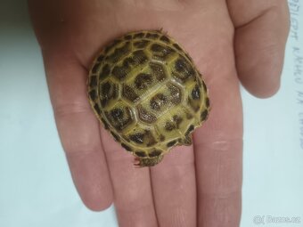 Želva čtyřprstá / stepní - 2