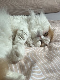 Kocour k nakrytí - 2