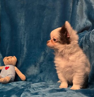 Čivava dlouhosrstá s PP - Pejsci - 2