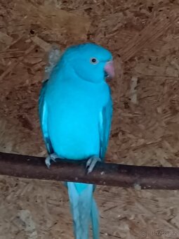 Alexandr malý, modrý - 2