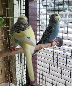 Andulky letošní - 2