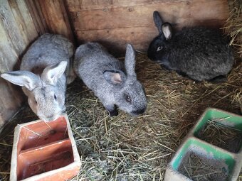 Králík domácí - 2