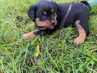 Rotvajler Rotweiler štěně - 2