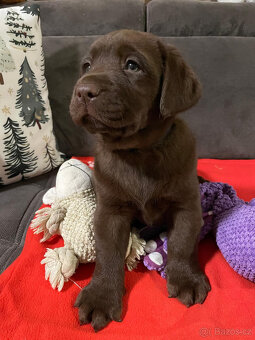 Labradorský retrivr - 2