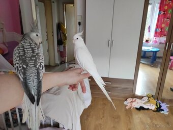 Korela chocholatá ochočená - 2