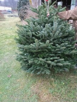 Vánoční stromeček - 2