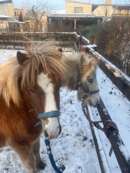 Pony kobylky SPECHA - 2