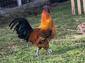 Kohout gahmong barevny - 2