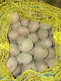 Prodám sadbové brambory odrůda POCAHONTAS - 2