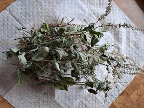 Mata, oregano - cerstve ususena z moji zahradky - 2