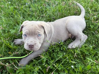 Bandog - 2