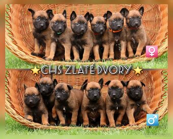 Belgický ovčák Malinois s PP - štěňata 8.týdnů - 2