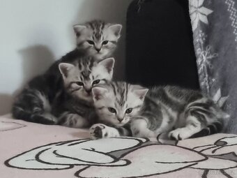 Britská kočka Whiskas - 2