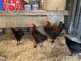 Marans kohouti - 2