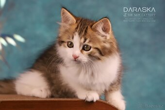 Sibiřská kočka - koťátka s PP - 2