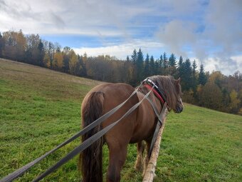 Tažny žrebec - 2