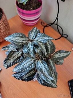 Pilea spruceana ‘Silver Tree’ - 2