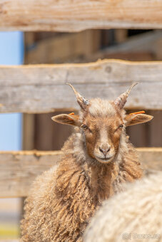 Jehňata ovce cápové/hortobágy racka - 2