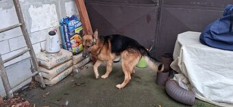 německý ovčák - 2