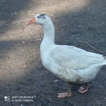 Pomořanský houser - 2