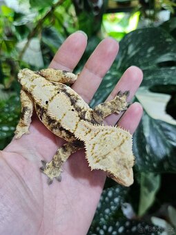 Samice - pagekon řasnatý / ciliatus - 2