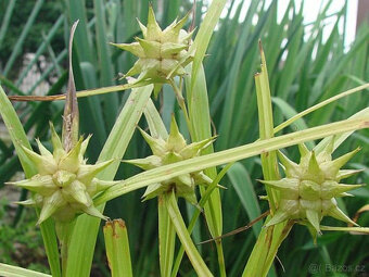 Ozdobná travina Carex Greyi, sazenice - 2