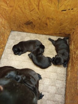 Patterdale teriér - štěňátka s PP - 2
