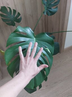 Monstera deliciosa, pokojová rostlina - 2